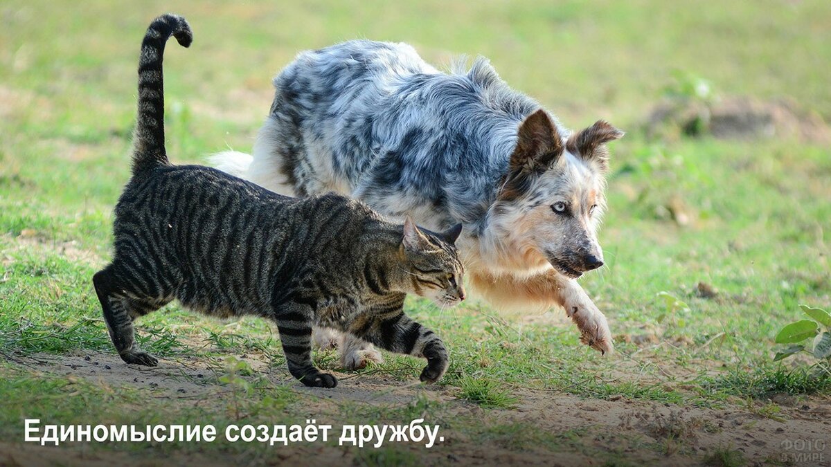 Наши домашние любимцы и магия. - Тридевятое Царство